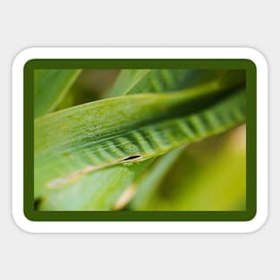 Yakka Leaf Greens Sticker